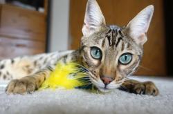 开云体育平台APP-76人打穿步行者，塔图姆成为关键先生，一场定义东部格局的战役