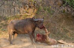 开云体育官网-活塞惨败雄狮，遭遇三连败